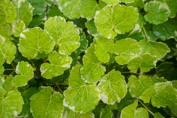 Green Leaf pattern