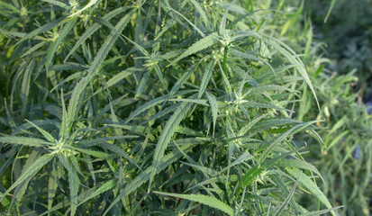 A marijuana bush, with strong branches on which ripe seeds.