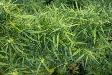 A marijuana bush, with strong branches on which ripe seeds.