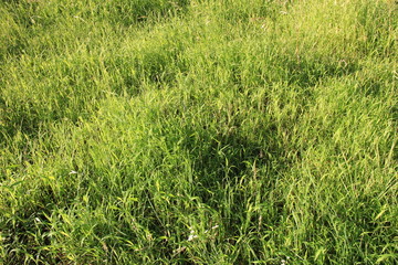 雑草が茂る風景(宮城県)