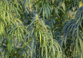 A marijuana bush, with strong branches on which ripe seeds.