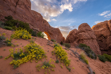 Desert wildflowers, rock arch, scenic sunset, Utah