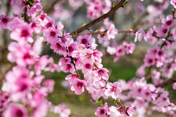 Spring border or background art with pink blossom. Beautiful nature scene with blooming tree and sun flare. Easter Sunny day. Spring flowers. Beautiful Orchard Abstract blurred background. Springtime.