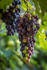 Fresh grapes from the garden