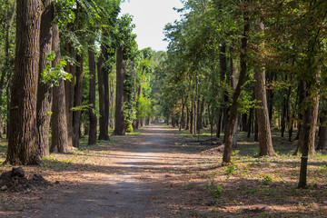 An empty road is in a green municipal park..
