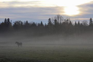 Obraz premium Misty morning on a forest glade with a horse..
