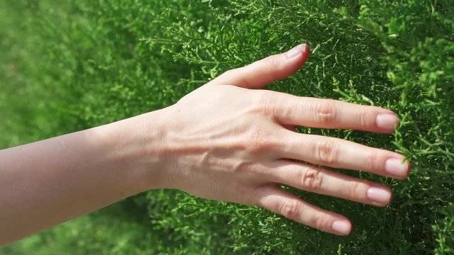 Woman sliding hand against fresh green foliage in slow motion. Female hand touching scratchy surface of bright spring bushes on sunny summer day