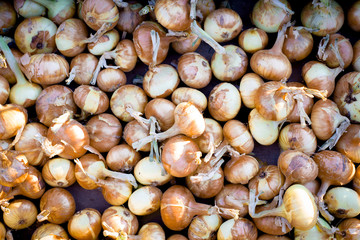 ripe onion is dried in a wooden box in the sun
