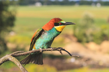 exotic colored bird sings sitting on a branch