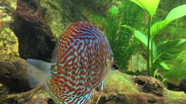 Diskusfisch, Diskusfische, Aquaristik 