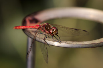 Libelle