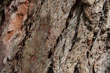 Bark tree texture in the wood