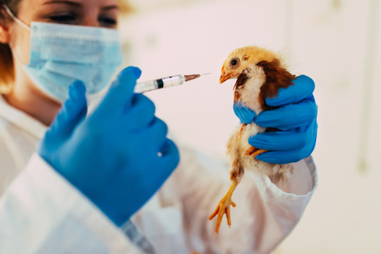 Veterinarian giving medical treatment to a chicken in chicken farm.