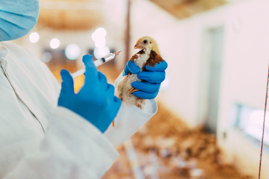 Veterinarian giving medical treatment to a chicken in chicken farm.