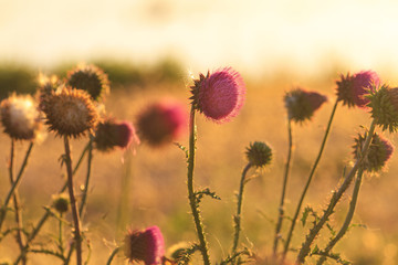 Obraz na płótnie Canvas Carduus flower with fluff at sunset