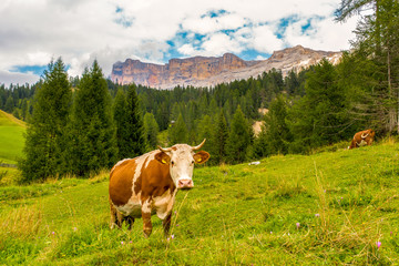 Fototapeta na wymiar Brown and white cow standing and staring on a meadow with green forest, high sharp mountains and cloudy blue sky in the background