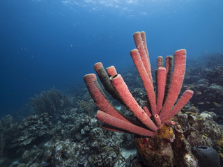 Seascape of coral reef / Caribbean Sea / Curacao with big tube sponge, various hard and soft...