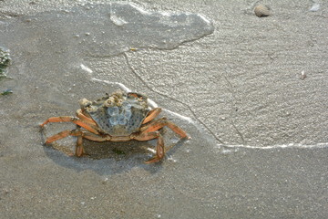 Strandkrabbe am Strand in einer Welle