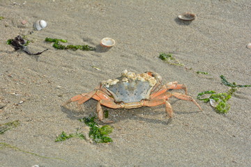 Strandkrabbe mit Muscheln und Algen im Sand