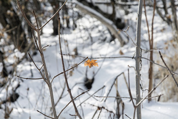 leaf holding onto tree after snow storm in utah moutnains