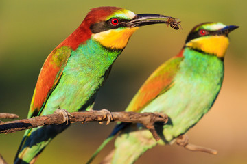 exotic birds during courtship ritual