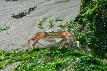 Krabbe mit Seetank am Sandstrand