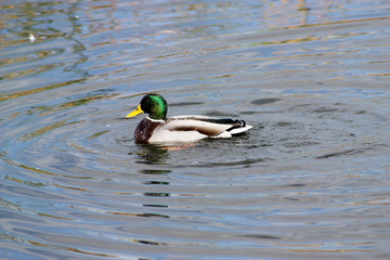 Pato Real