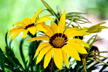 Yellow flower in the garden, large, fuzzy background. Even lighting. The end of the summer.