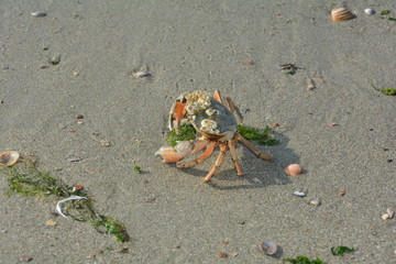 Strandkrabbe im Sand mit Seetank und Muscheln