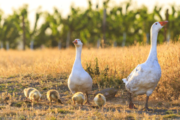 home geese on the outskirts of a farm are grazed in the sunset