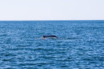 Fototapeta premium Whale watching