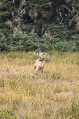 Olympic marmot on Hurricane Ridge, Olympic National Park, Washington