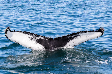 Fototapeta premium Whale watching