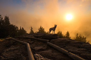 Shepherd and sunset, Mount Craig, North Carolina