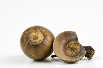 Tree seeds called an oak on a white table. Acorns stacked next to each other.