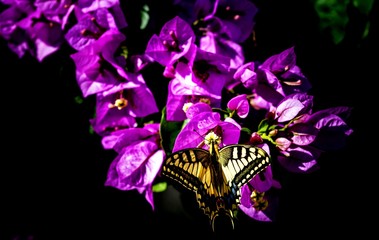A butterfly is drinking nectar from a flowering flower. Closeup. In the end of the summer. On a dark background.