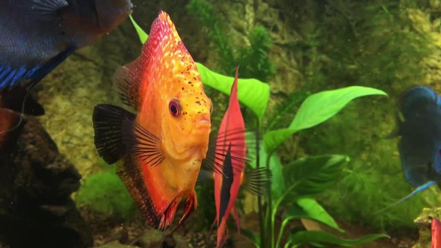 Diskusfisch, Diskusfische, Aquaristik 