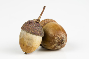 Tree seeds called an oak on a white table. Acorns stacked next to each other.