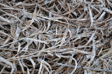 Background and texture with dry grass