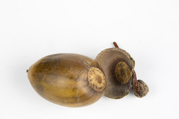 Tree seeds called an oak on a white table. Acorns stacked next to each other.