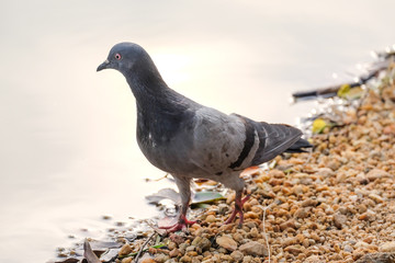 Spotted Dove Spilopelia chinensis bird