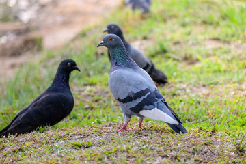 Spotted Dove Spilopelia chinensis bird