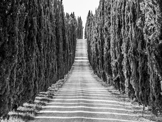 Cypress alley with rural country road, Tuscany, Italy. Black and white image.