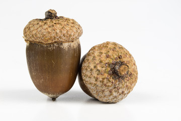 Tree seeds called an oak on a white table. Acorns stacked next to each other.