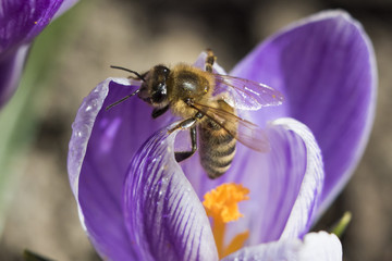 honey bee in crocus flower