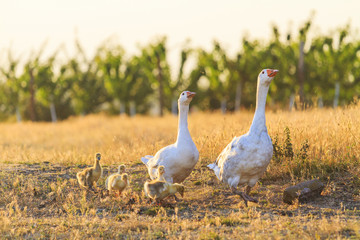 White geese family walking at sunset