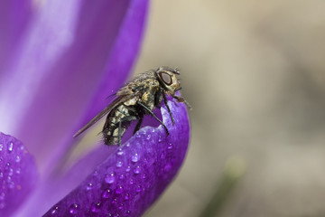 fly in crocus flower