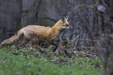 Red fox hunting