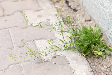 grass growing on the sidewalk