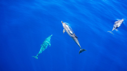 3 Dolphins simming above and below one another in blue water. Dolphins. Blue Water.
